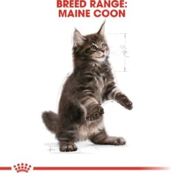 Royal Canin Maine Coon Kitten - Kattenvoer - 4 Kg -PetSafe Huisdieren Verkoopwinkel 1186x1200 1