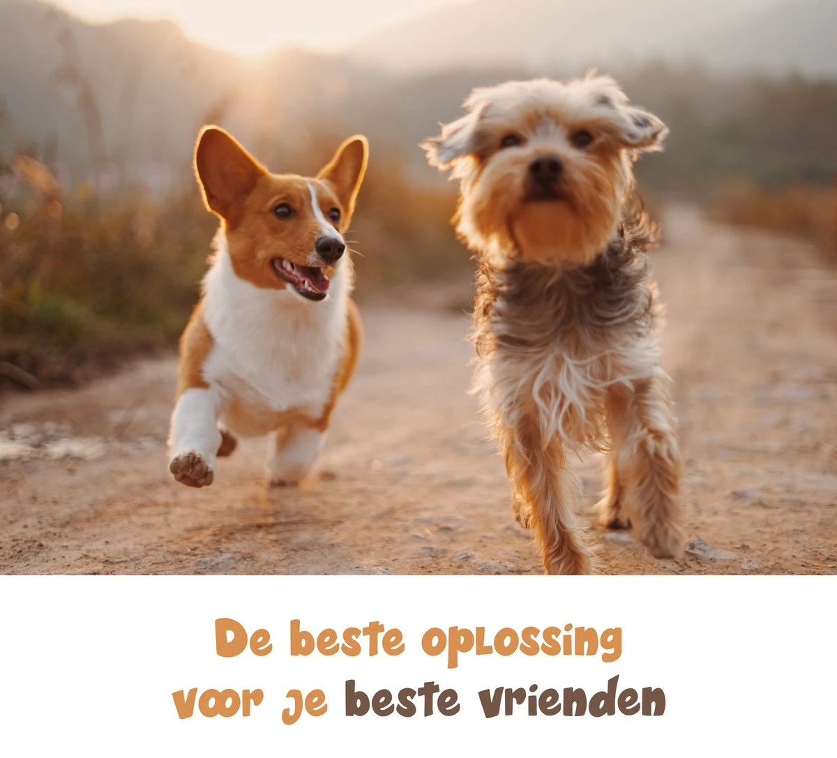 Dubbele Honden Riem – Leiband Hond – Hondenlijn – Looplijn Hond – 2 Honden – 3 Meter – Tot 12kg Per Hond – Reflecterende Lijnen – Met Zaklamp – 360° Draaien – Verstelbaar - Zwart 8 Dubbele Honden Riem – Leiband Hond – Hondenlijn – Looplijn Hond – 2 Honden – 3 Meter – Tot 12kg Per Hond – Reflecterende Lijnen – Met Zaklamp – 360° Draaien – Verstelbaar - Zwart - Afbeelding 8