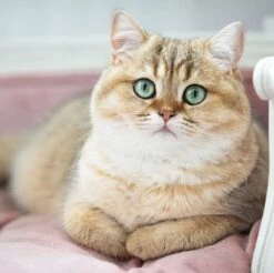 Lord Lou - George Roze Velvet S - Luxe Hondenmand - Luxe Kattenmand - 49x40x31 12 Lord Lou - George Roze Velvet S - Luxe Hondenmand - Luxe Kattenmand - 49x40x31 -PetSafe Huisdieren Verkoopwinkel 1200x1197 1