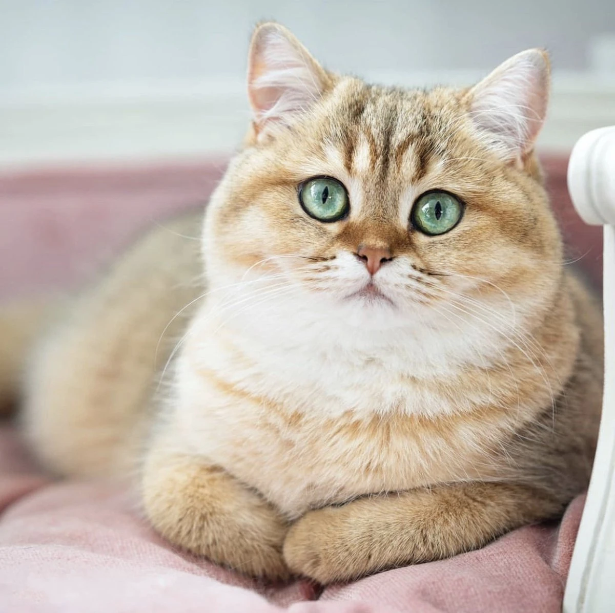 Lord Lou - George Roze Velvet S - Luxe Hondenmand - Luxe Kattenmand - 49x40x31 5 Lord Lou - George Roze Velvet S - Luxe Hondenmand - Luxe Kattenmand - 49x40x31 - Afbeelding 5