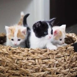 District 70 COCOON - Luxe Hondenmand Van Duurzaam Hoogwaardig Riet Met Zacht Kussen - Maten S/M/L - Large -PetSafe Huisdieren Verkoopwinkel 1200x1200 100