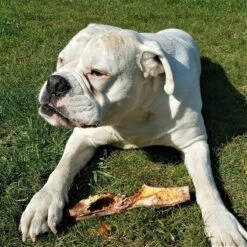 Topdiervoeding Runderkophuid Hondensnacks - Vers Gedroogd - 30cm - 1000 Gram -PetSafe Huisdieren Verkoopwinkel 1200x1200 141