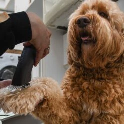 Clipr Ultimate 2-speed Hondentondeuse Op Accu -PetSafe Huisdieren Verkoopwinkel 1200x1200 179