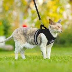 Merkloos Kattentuigje Met Looplijn | Zwart Kattenharnas | Easy Step In | Kattenriem | Kattenlijn | Kattentuig | Maat S 15 Merkloos Kattentuigje Met Looplijn | Zwart Kattenharnas | Easy Step In | Kattenriem | Kattenlijn | Kattentuig | Maat S -PetSafe Huisdieren Verkoopwinkel 1200x1200 502