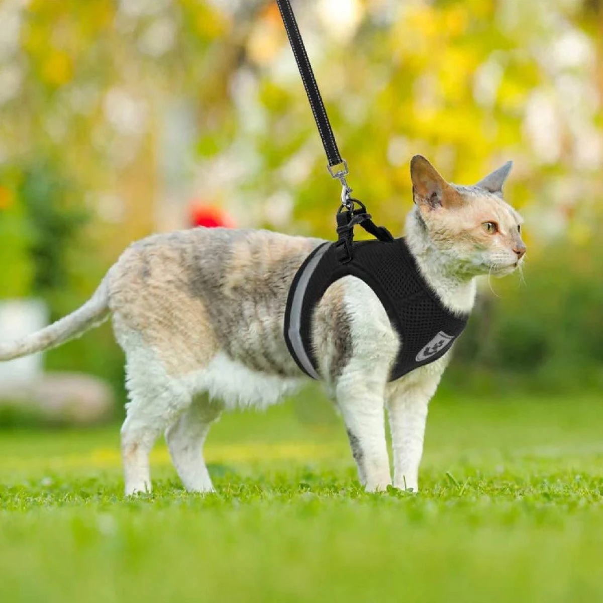 Merkloos Kattentuigje Met Looplijn | Zwart Kattenharnas | Easy Step In | Kattenriem | Kattenlijn | Kattentuig | Maat S 7 Merkloos Kattentuigje Met Looplijn | Zwart Kattenharnas | Easy Step In | Kattenriem | Kattenlijn | Kattentuig | Maat S - Afbeelding 7