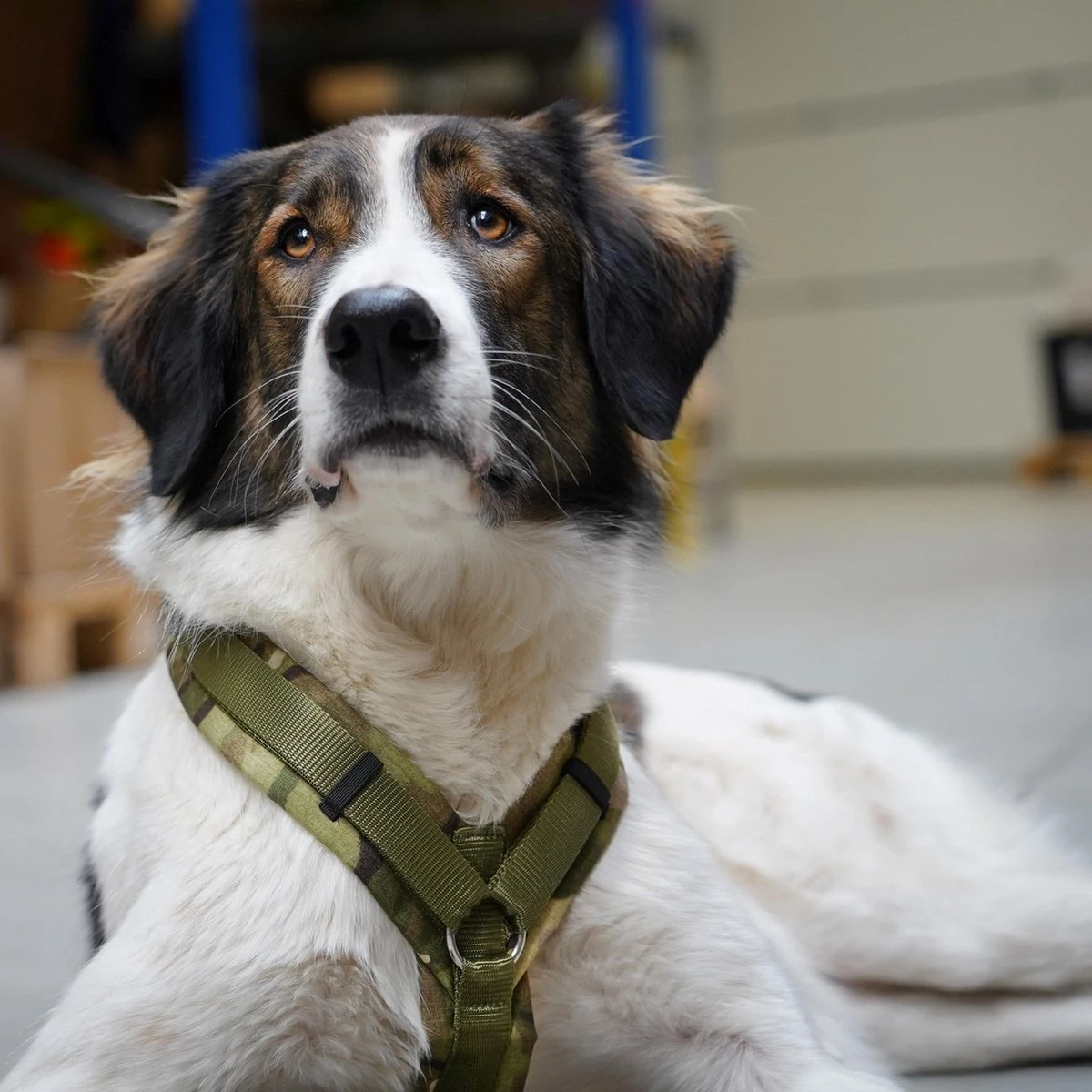 AnnyX Hondentuig - FUN - LIMTED EDITION - Speurtuig - Camouflage - Legergroen - Maat S - Borstomvang 52-64cm - Gewicht Hond 9 -19 Kg - My K9 4 AnnyX Hondentuig - FUN - LIMTED EDITION - Speurtuig - Camouflage - Legergroen - Maat S - Borstomvang 52-64cm - Gewicht Hond 9 -19 Kg - My K9 - Afbeelding 4