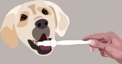 Aedogz Tandsteen Verwijder Spons Hond & Kat - Verwijdert Tandsteen, Aanslag En Vlekken - Verfrist De Adem Voorkomt Tandvleesproblemen. -PetSafe Huisdieren Verkoopwinkel 1200x632