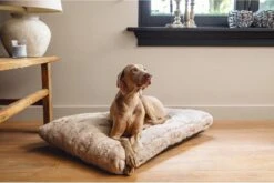 Designed By Lotte Hondenkussen Pluche Xanti Beige 100 X 68 X 5 Cm -PetSafe Huisdieren Verkoopwinkel 1200x804 1