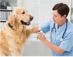 Woodoro Nagelknipper Nagelvijl Nagelschaar Voor Hond En Kat - Incl. Veiligheidsstop -PetSafe Huisdieren Verkoopwinkel 1200x928 1