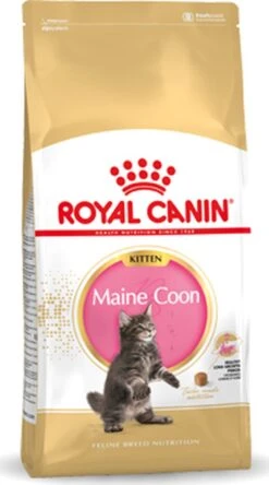 Royal Canin Maine Coon Kitten - Kattenvoer - 4 Kg -PetSafe Huisdieren Verkoopwinkel 668x1200