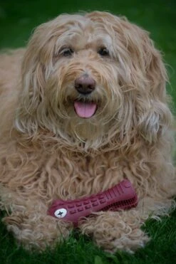 Tandenborstel Hond Melk Geur Smaak En Piep Honden Speelgoed Dog Toy - Krokodil Groen - Dutchwide -PetSafe Huisdieren Verkoopwinkel 800x1200 2