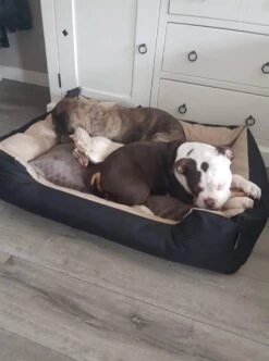 Hondenmand Cordura XXXL – Donkergrijs - 125 X 90 X 24 Cm -PetSafe Huisdieren Verkoopwinkel 892x1200