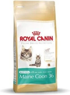 Royal Canin Maine Coon Kitten - Kattenvoer - 4 Kg -PetSafe Huisdieren Verkoopwinkel 893x1200 2