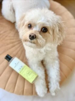 Fresh & Fluffy - Hondenshampoo Kamille / Patchouli - Geschikt Voor Alle Hondenrassen - Natuurlijk & Vegan Voor De Gevoelige Huid - 250ml -PetSafe Huisdieren Verkoopwinkel 899x1200 1