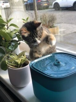 No Logo - 3L - Drinkfontein Voor Huisdieren, Water Fontein - Waterdispenser - Waterautomaat Drinkbakken 3L Voor Huisdieren Katten - Honden - Konijnen - Goud - Groen - Kattenfontein - Fontein - Drink - Bak - Drinkbak - Hond - Konijn - Kat - 2l - 1l - 11 No Logo - 3L - Drinkfontein Voor Huisdieren, Water Fontein - Waterdispenser - Waterautomaat Drinkbakken 3L Voor Huisdieren Katten - Honden - Konijnen - Goud - Groen - Kattenfontein - Fontein - Drink - Bak - Drinkbak - Hond - Konijn - Kat - 2l - 1l - -PetSafe Huisdieren Verkoopwinkel 899x1200 8