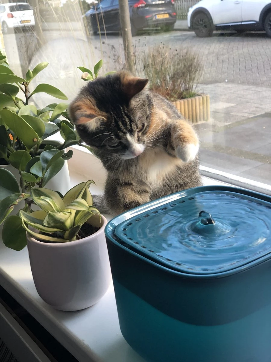 No Logo - 3L - Drinkfontein Voor Huisdieren, Water Fontein - Waterdispenser - Waterautomaat Drinkbakken 3L Voor Huisdieren Katten - Honden - Konijnen - Goud - Groen - Kattenfontein - Fontein - Drink - Bak - Drinkbak - Hond - Konijn - Kat - 2l - 1l - 5 No Logo - 3L - Drinkfontein Voor Huisdieren, Water Fontein - Waterdispenser - Waterautomaat Drinkbakken 3L Voor Huisdieren Katten - Honden - Konijnen - Goud - Groen - Kattenfontein - Fontein - Drink - Bak - Drinkbak - Hond - Konijn - Kat - 2l - 1l - - Afbeelding 5