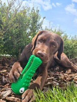 Tandenborstel Hond Melk Geur Smaak En Piep Honden Speelgoed Dog Toy - Krokodil Groen - Dutchwide -PetSafe Huisdieren Verkoopwinkel 900x1200 10