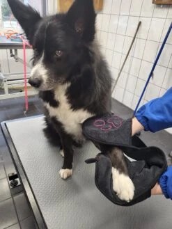 N4dogs – Hondenhanddoek – Honden Handdoek – Microvezel Handdoek – Handdoek Hond – Droogdoek Hond – Dierendeken – Sterk Absorberend – Handdoek Met Zakken - Zwart - 66 X 23 Cm -PetSafe Huisdieren Verkoopwinkel 900x1200 11