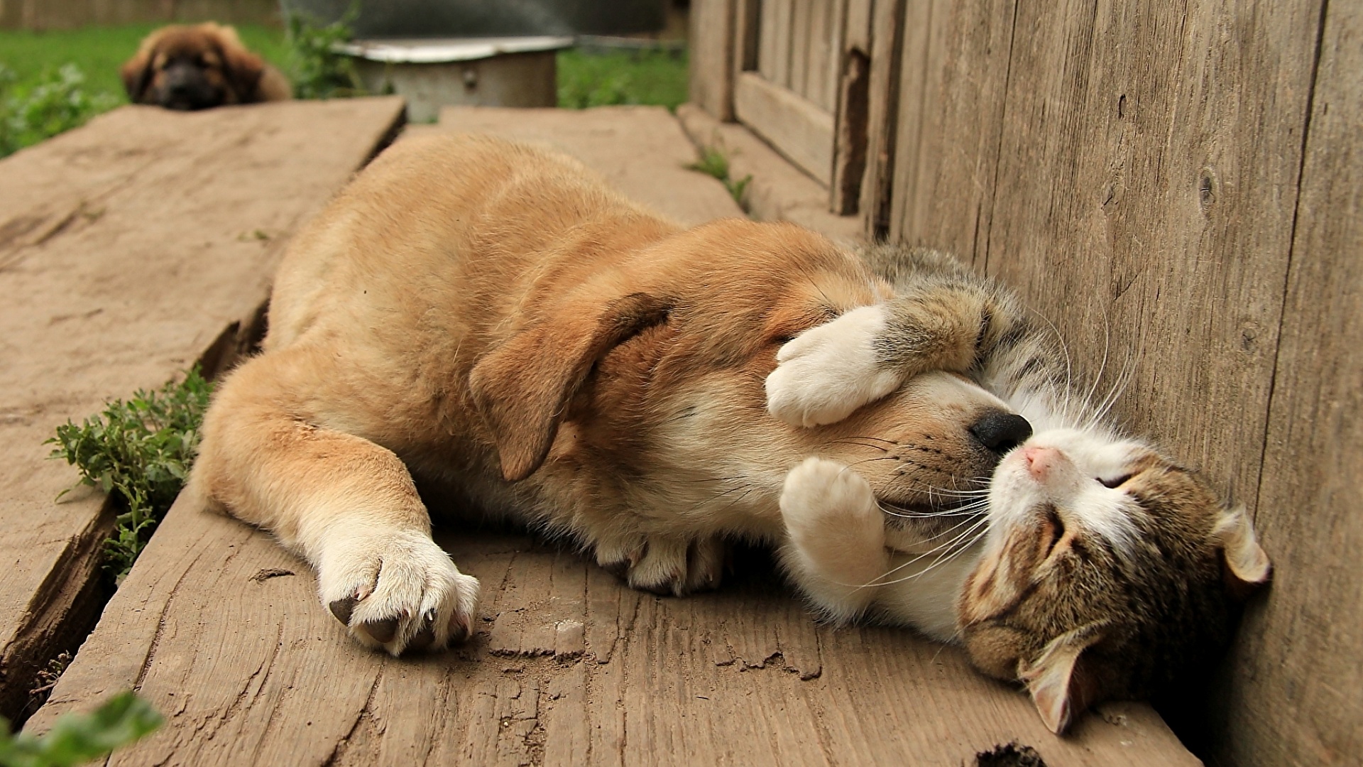 PetSafe Huisdieren Verkoopwinkel -PetSafe Huisdieren Verkoopwinkel